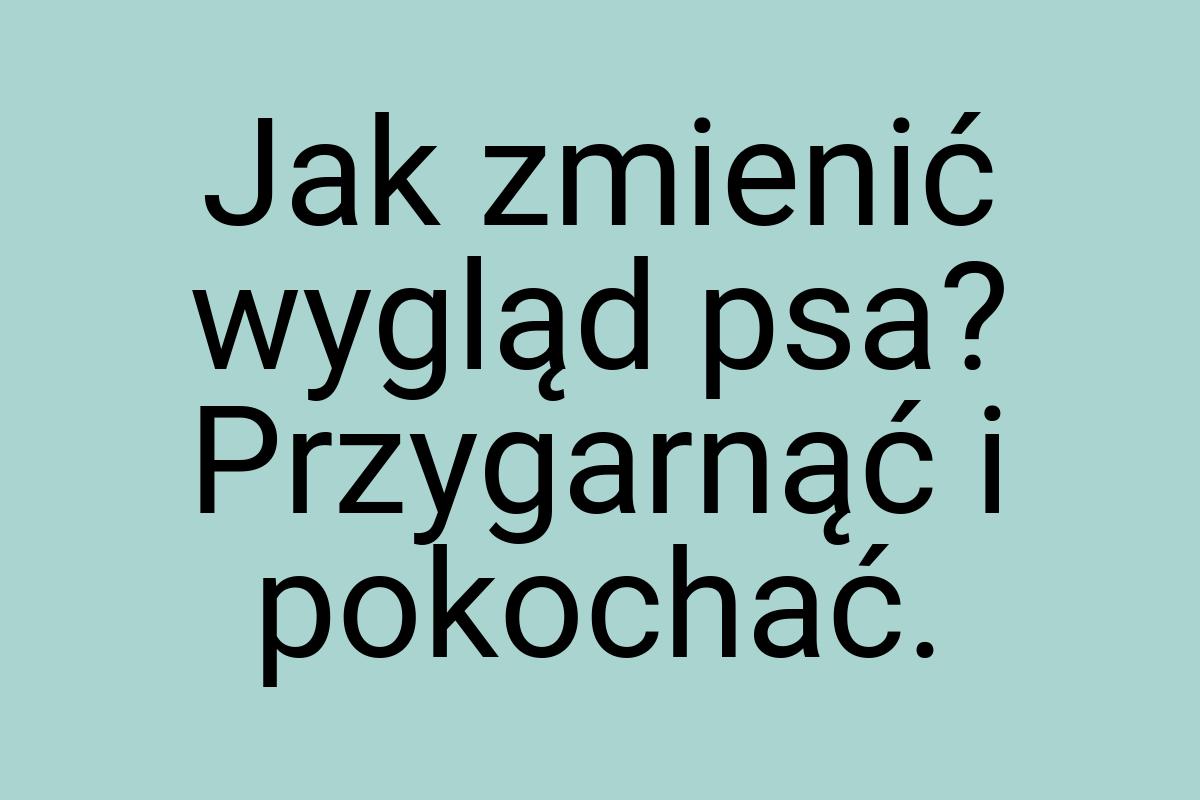 Jak zmienić wygląd psa? Przygarnąć i pokochać