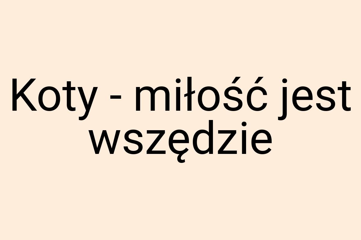 Koty - miłość jest wszędzie