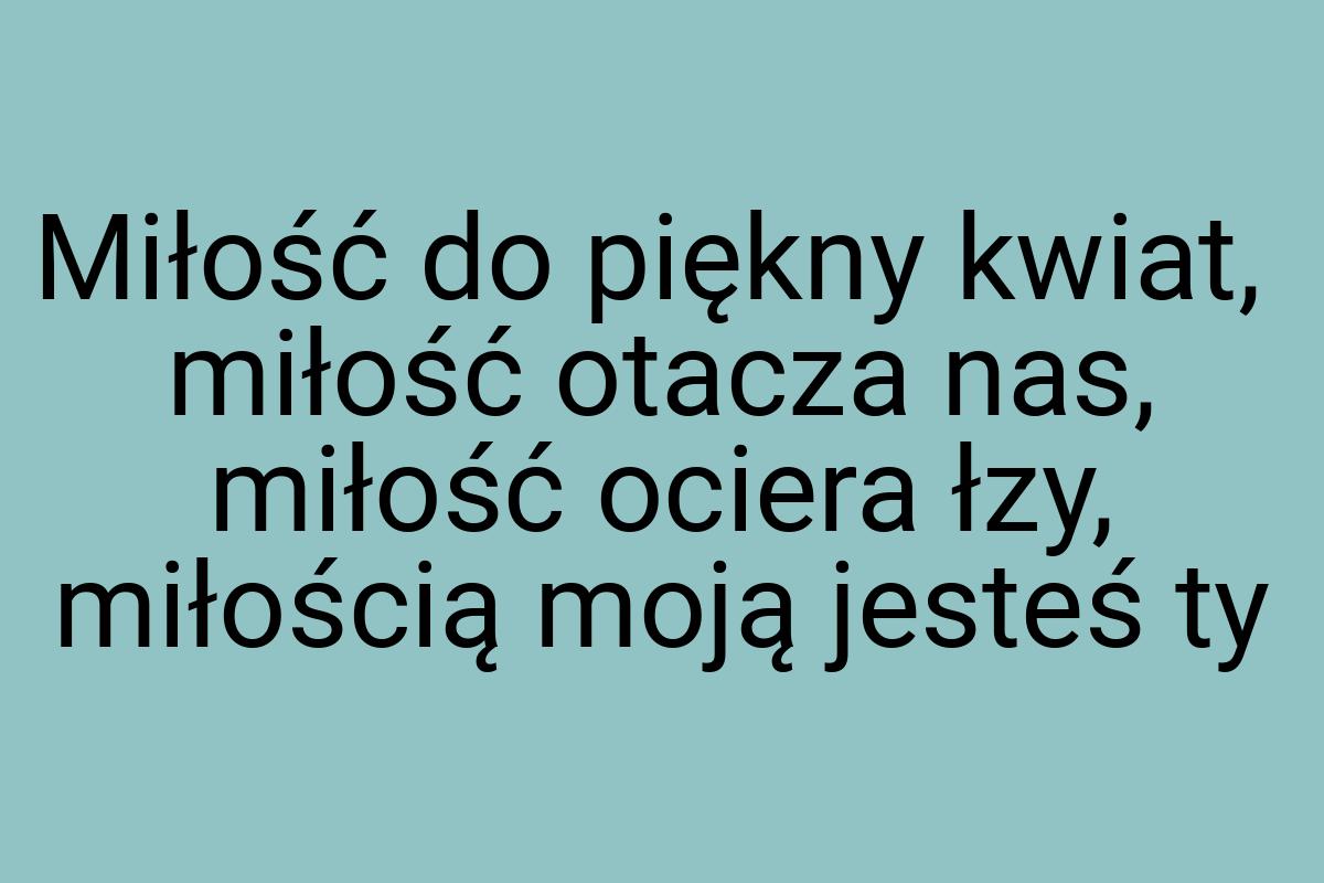 Miłość do piękny kwiat, miłość otacza nas, miłość ociera