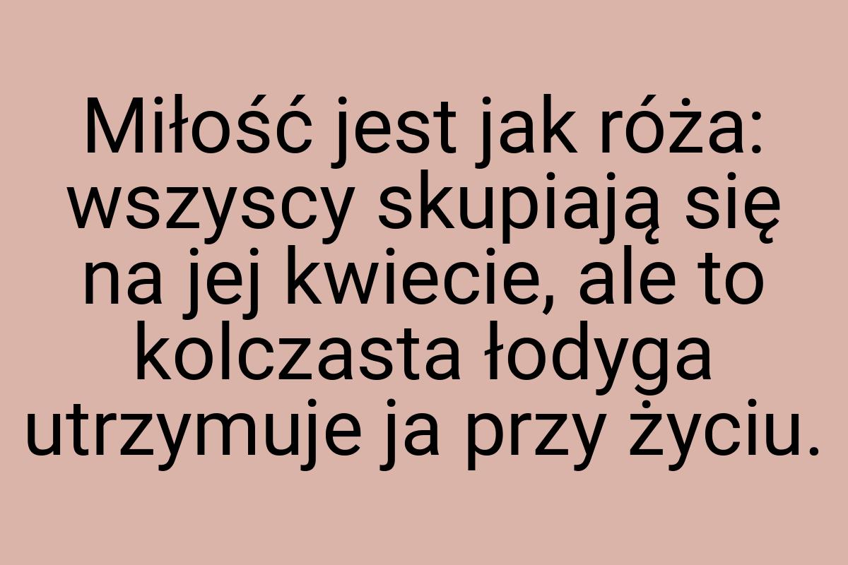 Miłość jest jak róża: wszyscy skupiają się na jej kwiecie