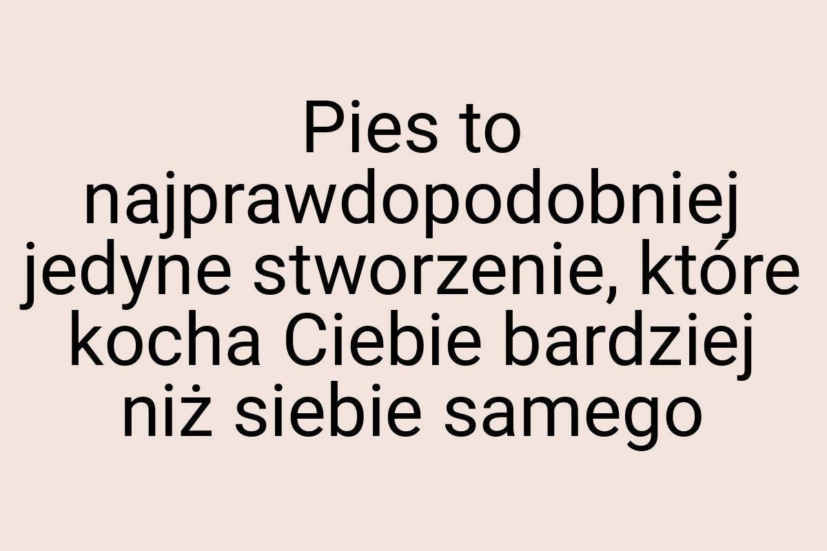 Pies to najprawdopodobniej jedyne stworzenie, które kocha