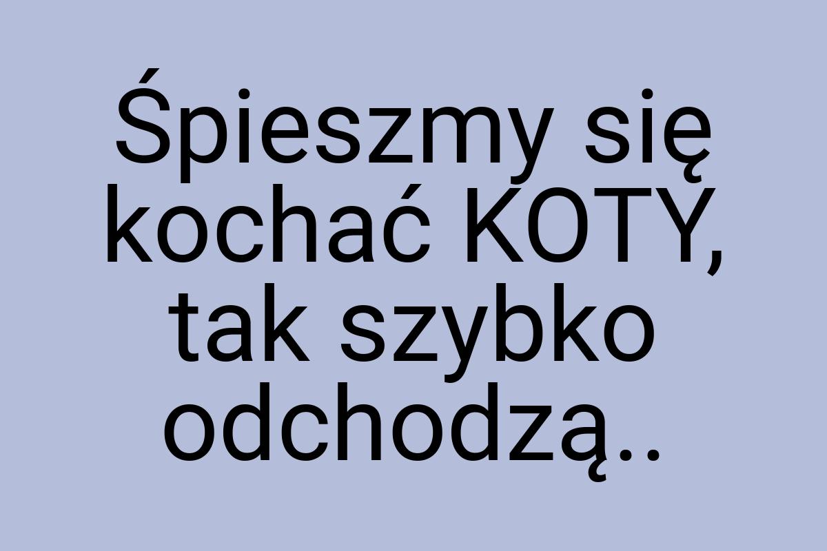 Śpieszmy się kochać KOTY, tak szybko odchodzą