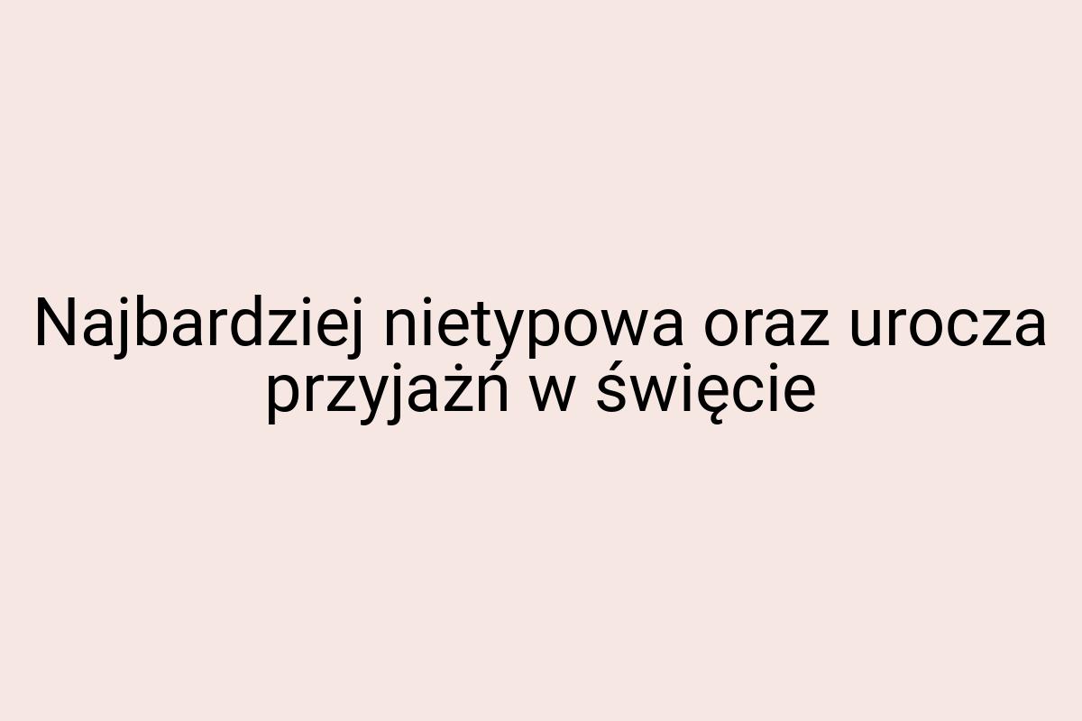 Najbardziej nietypowa oraz urocza przyjażń w święcie