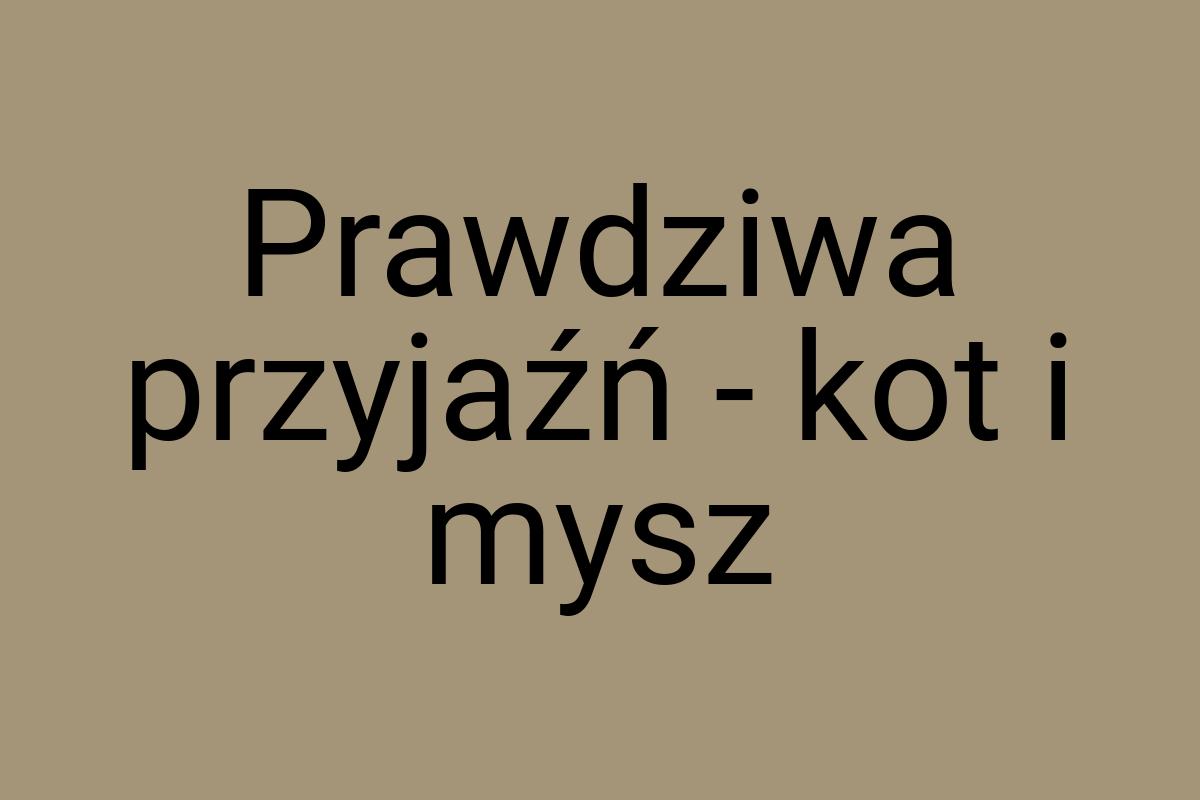 Prawdziwa przyjaźń - kot i mysz