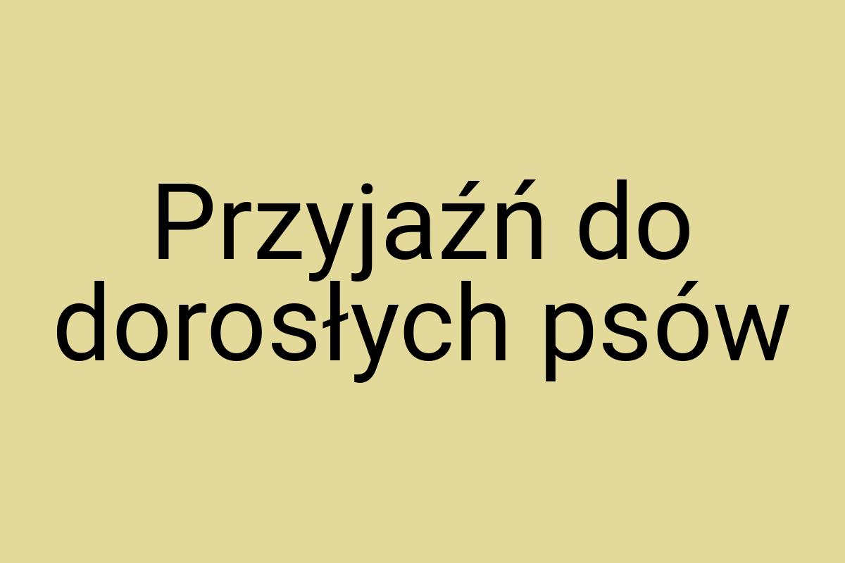 Przyjaźń do dorosłych psów