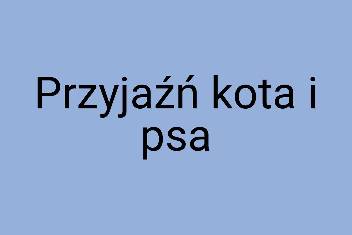 Przyjaźń kota i psa