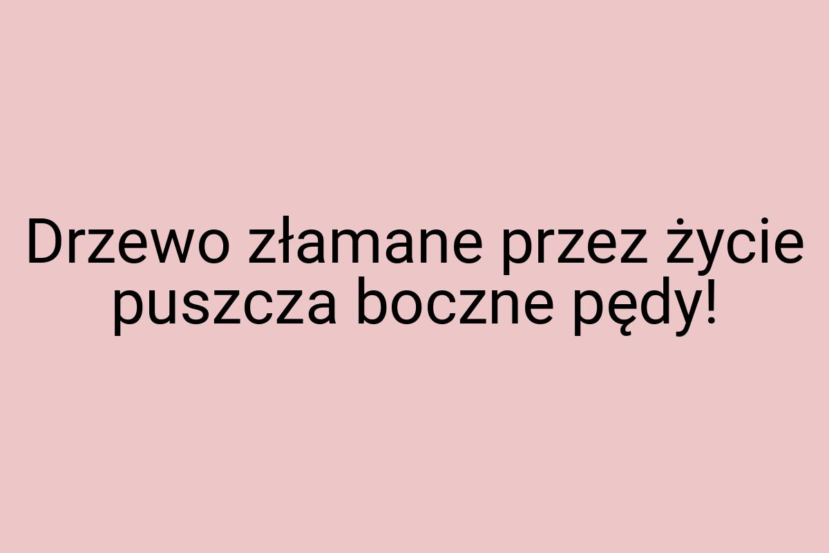 Drzewo złamane przez życie puszcza boczne pędy