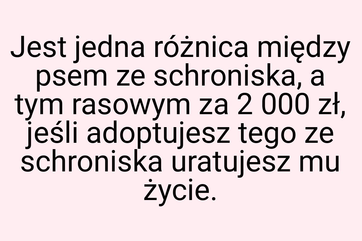 Jest jedna różnica między psem ze schroniska, a tym rasowym