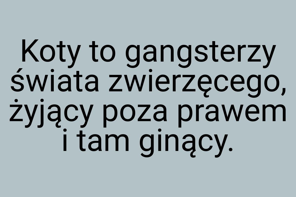 Koty to gangsterzy świata zwierzęcego, żyjący poza prawem i