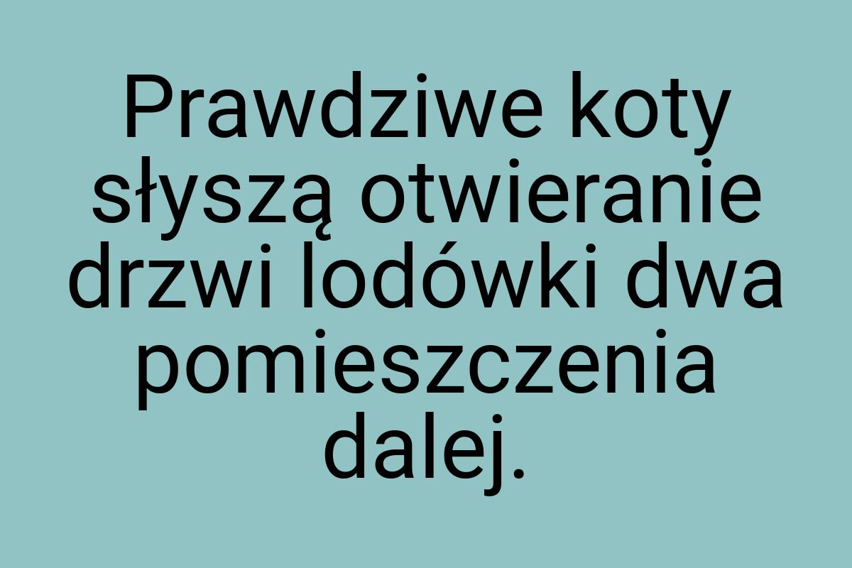 Prawdziwe koty słyszą otwieranie drzwi lodówki dwa