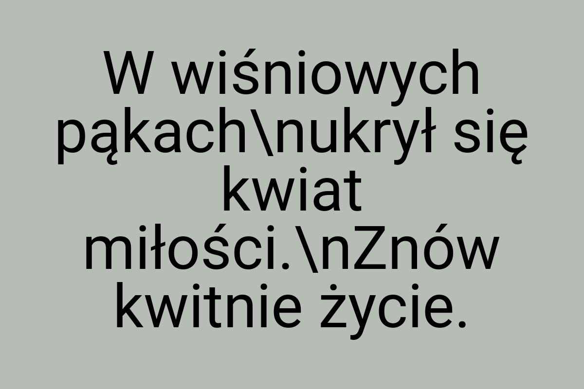 W wiśniowych pąkach\nukrył się kwiat miłości.\nZnów kwitnie