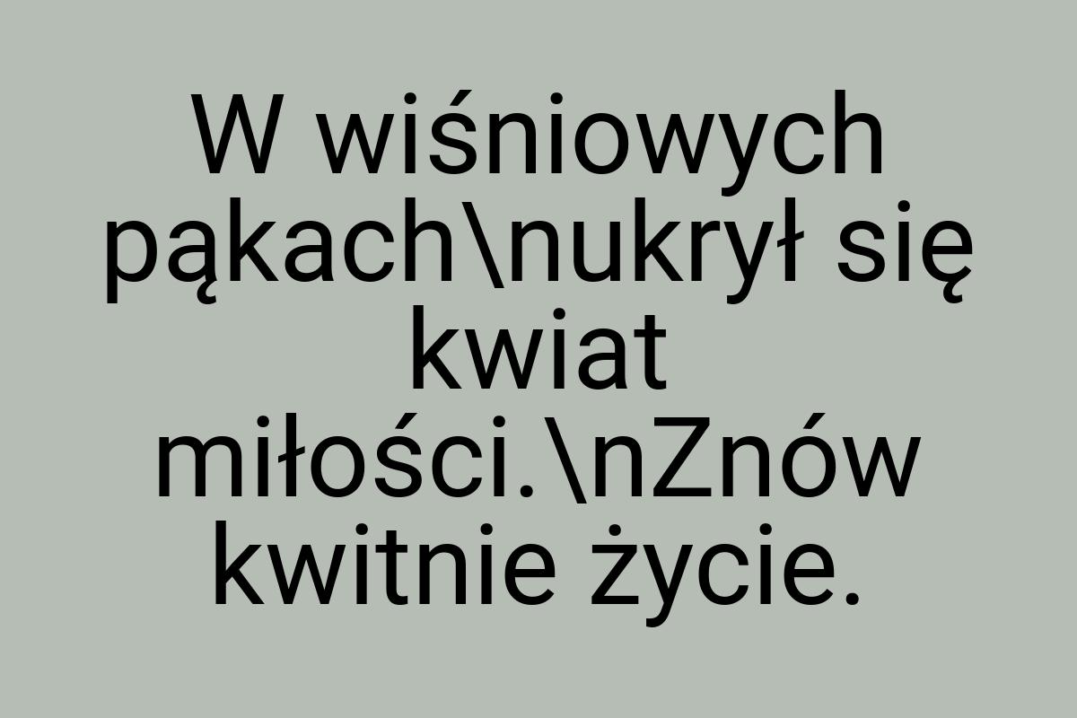 W wiśniowych pąkach\nukrył się kwiat miłości.\nZnów kwitnie