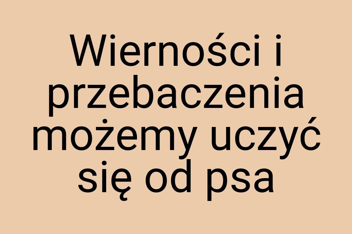 Wierności i przebaczenia możemy uczyć się od psa