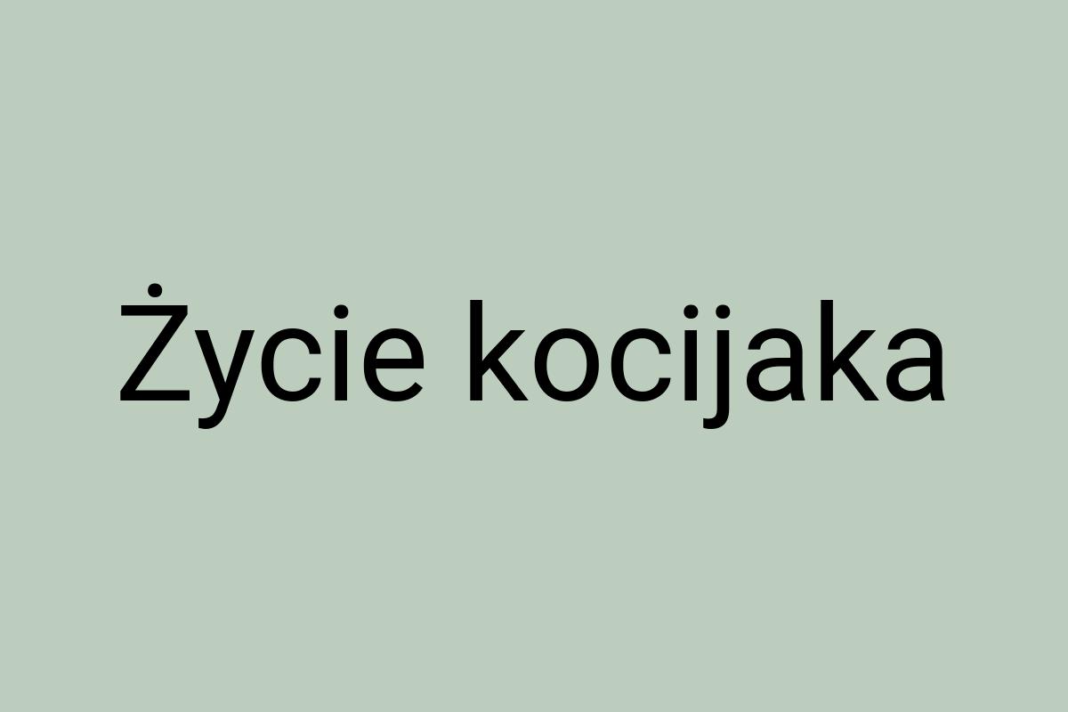 Życie kocijaka