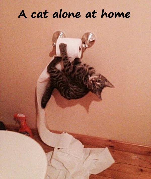 A cat alone at home