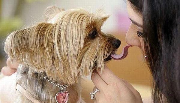 A dog licking a face