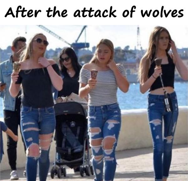 After the attack of wolves