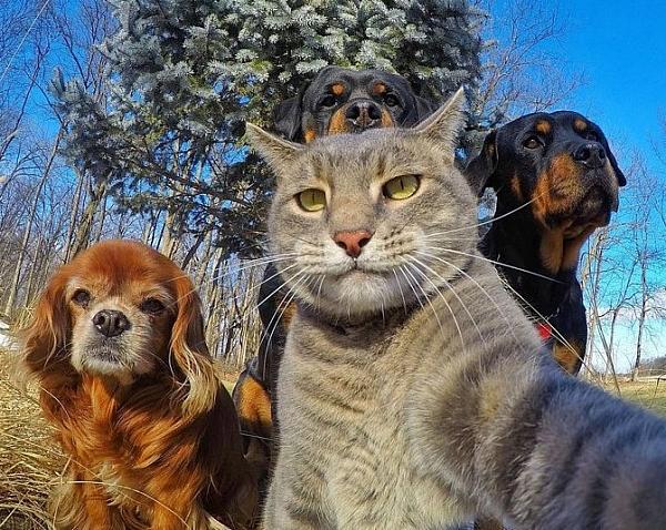 Animals taking selfie