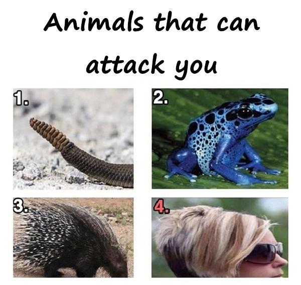 Animals that can attack you