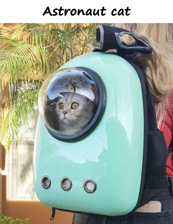 Astronaut cat