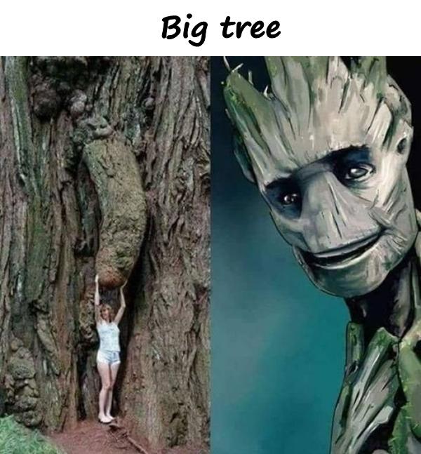 Big tree