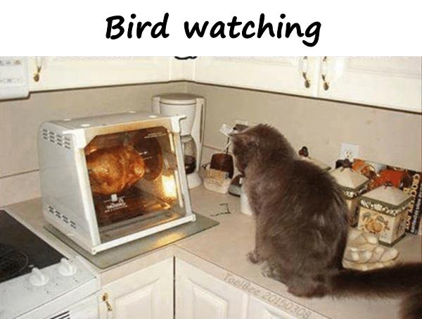 Bird watching