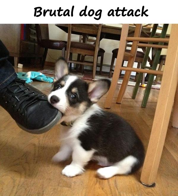 Brutal dog attack