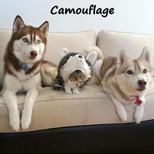 Camouflage