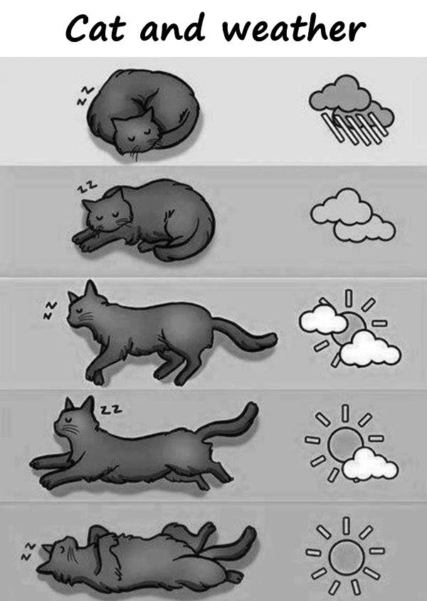 Cat and weather