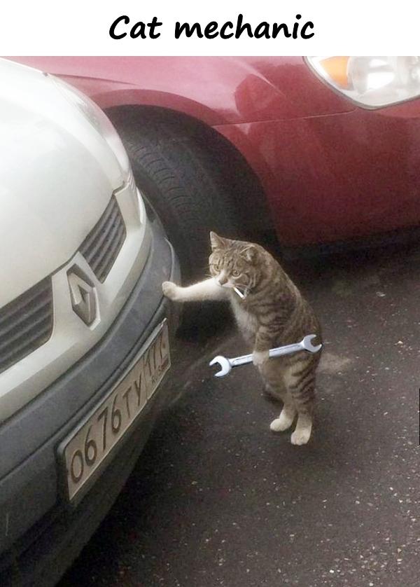 Cat mechanic