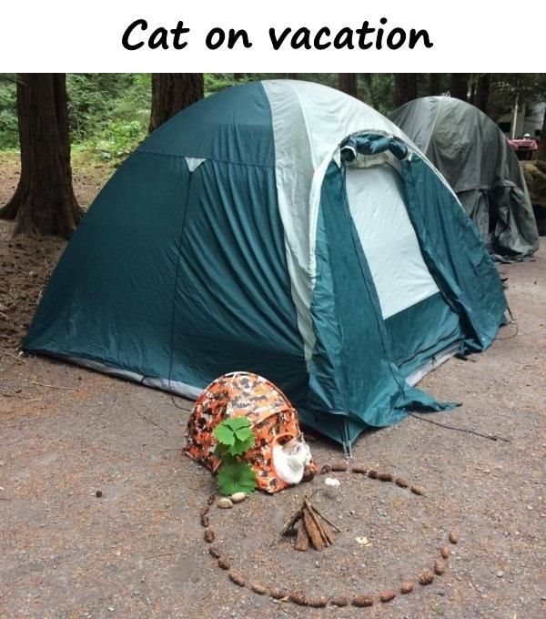 Cat on vacation