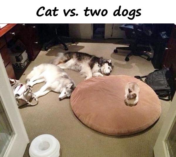 Cat vs. two dogs