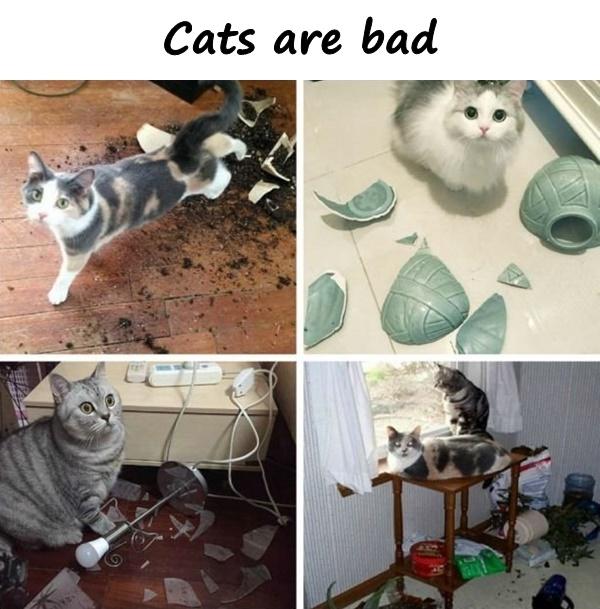 Cats are bad