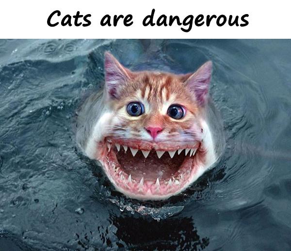 Cats are dangerous