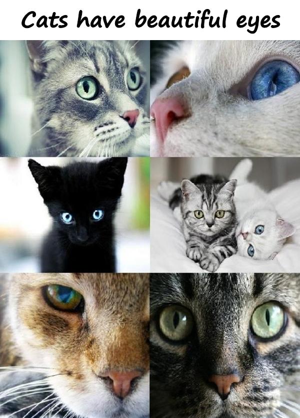 Cats have beautiful eyes