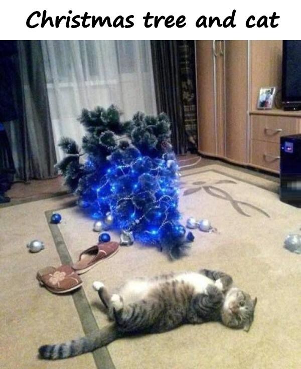 Christmas tree and cat