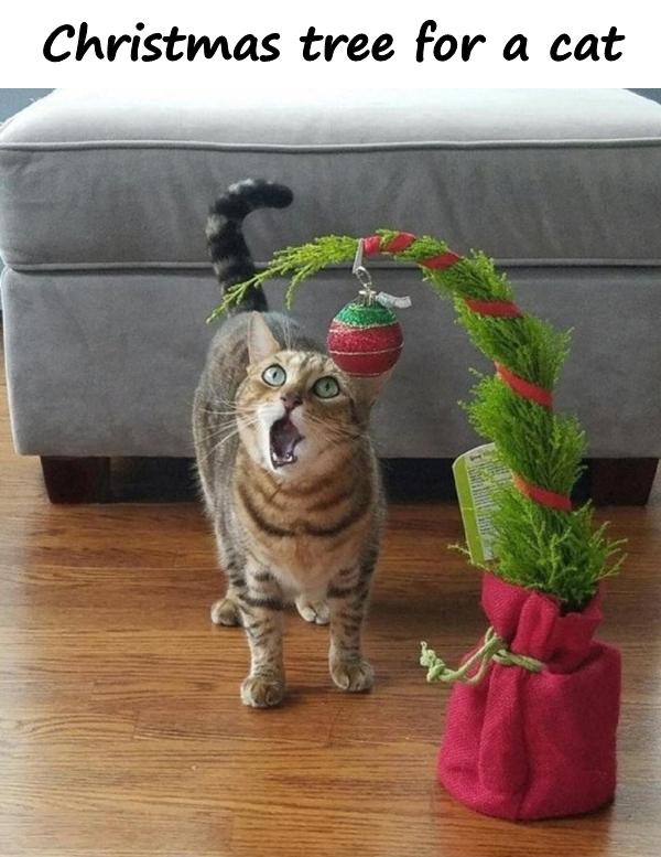 Christmas tree for a cat