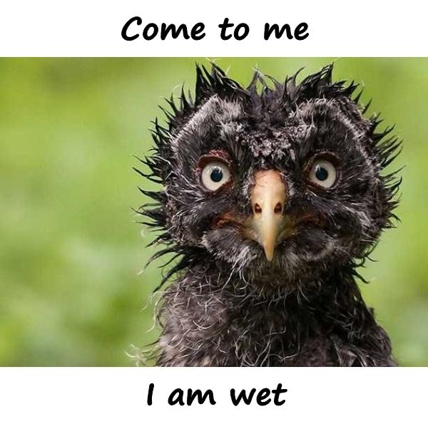 Come to me, i am wet