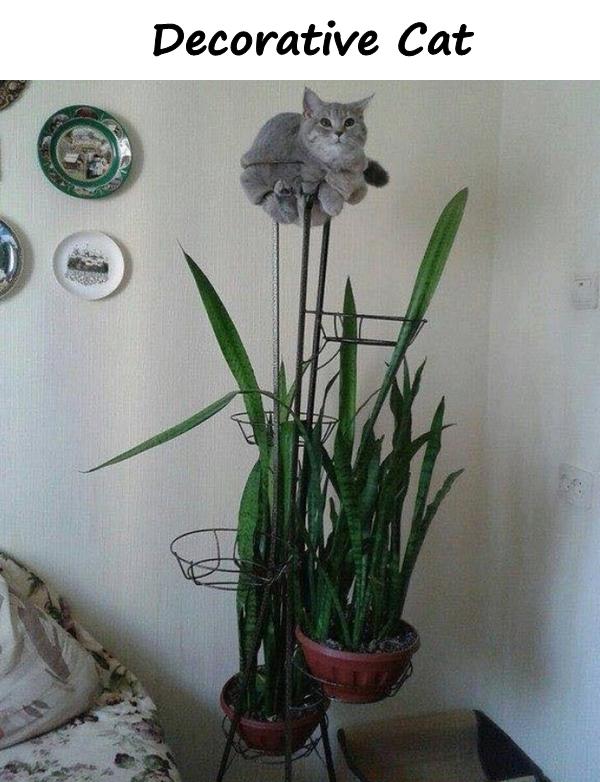Decorative Cat