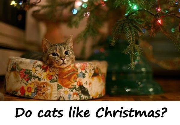 Do cats like Christmas