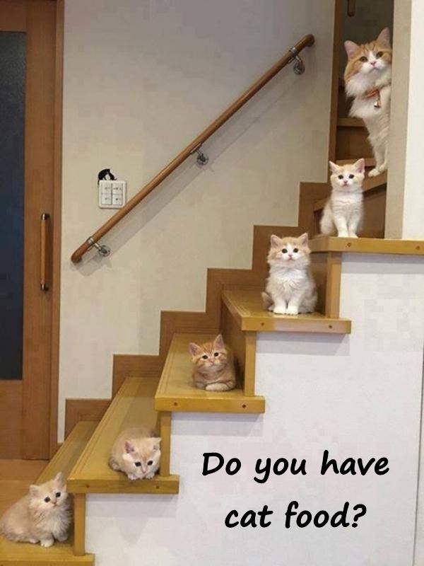 Do you have cat food