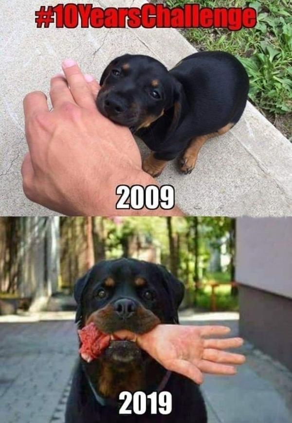 Dog - 10YearsChallenge