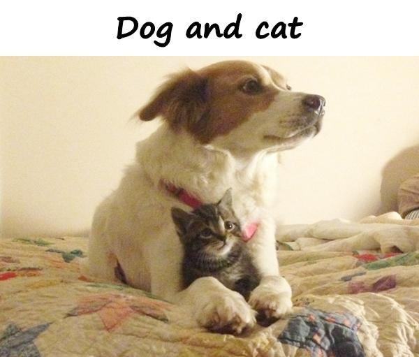 Dog and cat