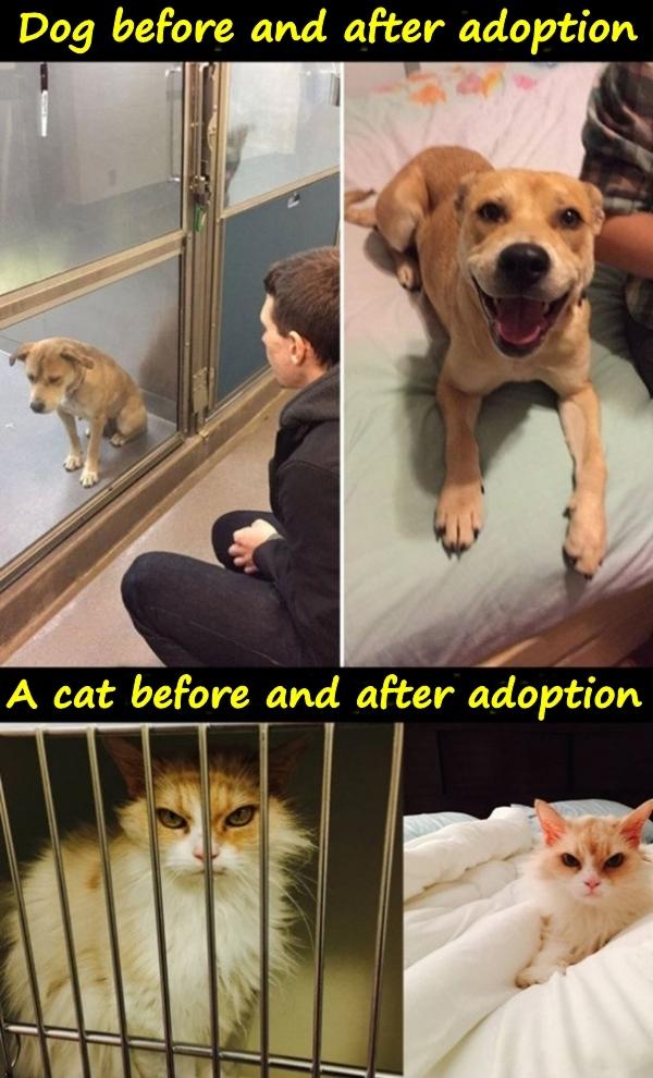 Dog before and after adoption. A cat before and after