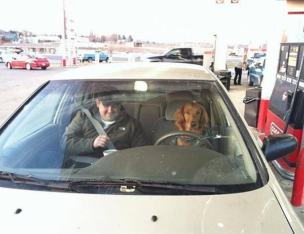 Dog drives a car