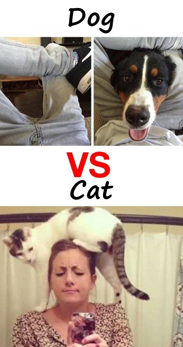 Dog vs cat