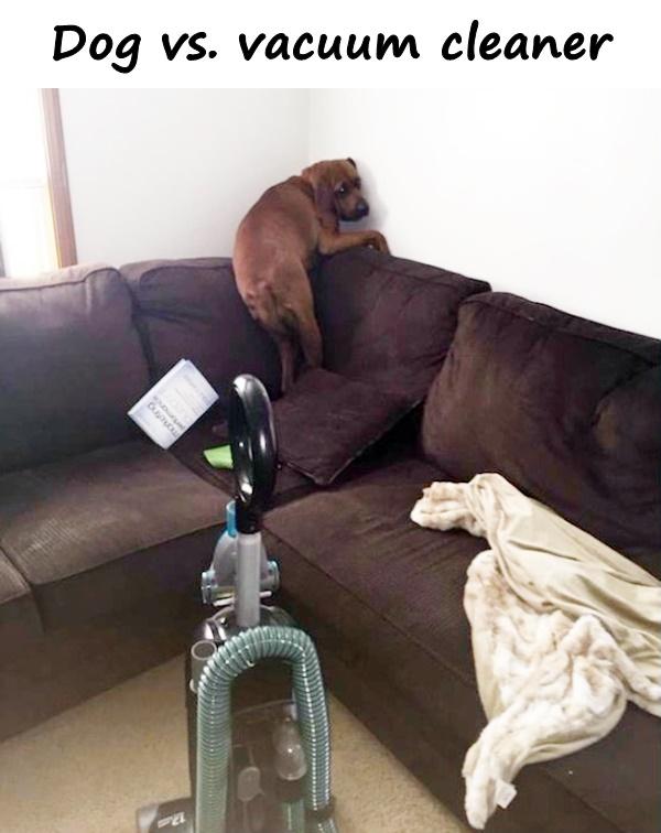 Dog vs. vacuum cleaner