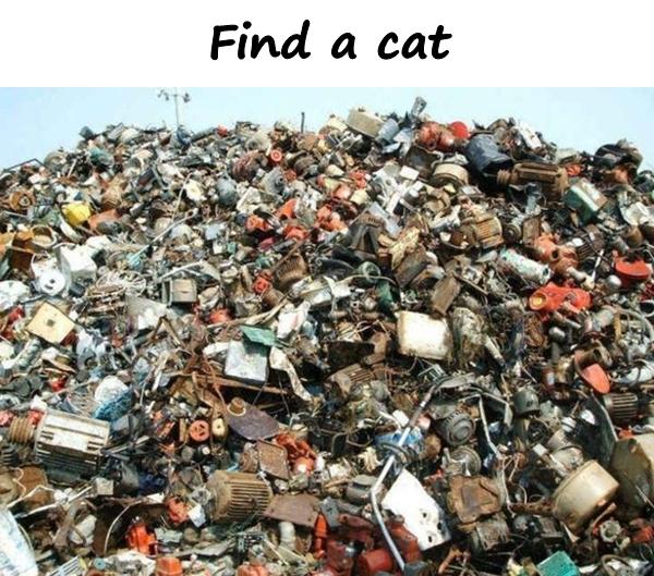 Find a cat