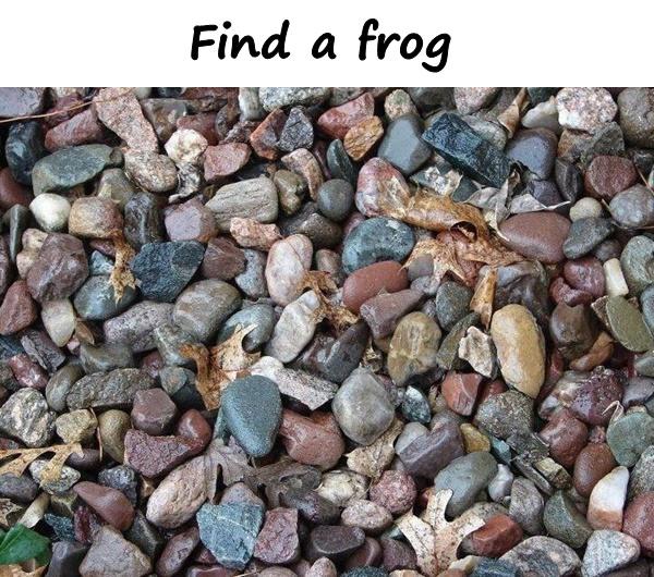 Find a frog