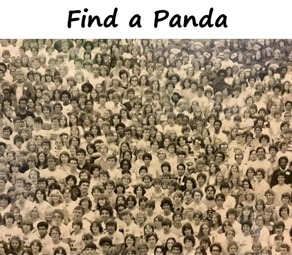 Find a Panda